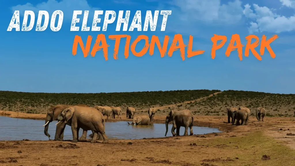 addo-elephant-national-park-ustravelintel