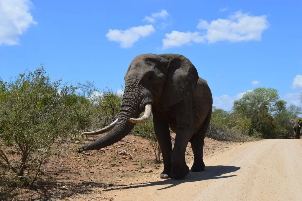 kruger-national-park-ustravelintel